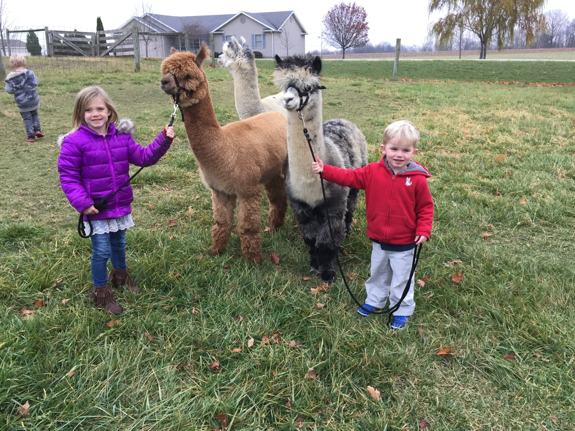 Children visiting with alpacas